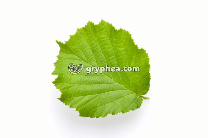 Noisetier - feuille isolée (Corylus avellana) - gryphea.com